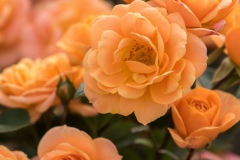Apricot-Clementine-©J.Kruger-2