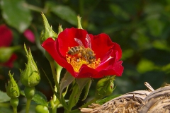 Bienenweide_Rot_mit_Bine_be