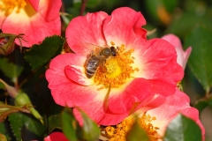 Bienenweide-Bicolor-4