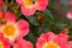 Bienenweide® Bicolor - Rosen Tantau