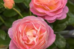 Dornburger Schlossrose - Rosen Tantau®