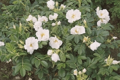 Rosa-Rugosa-Schneeeule-GUFO-DELLA-NEVE