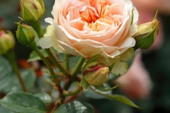 Matthias-Claudius-Rose-3